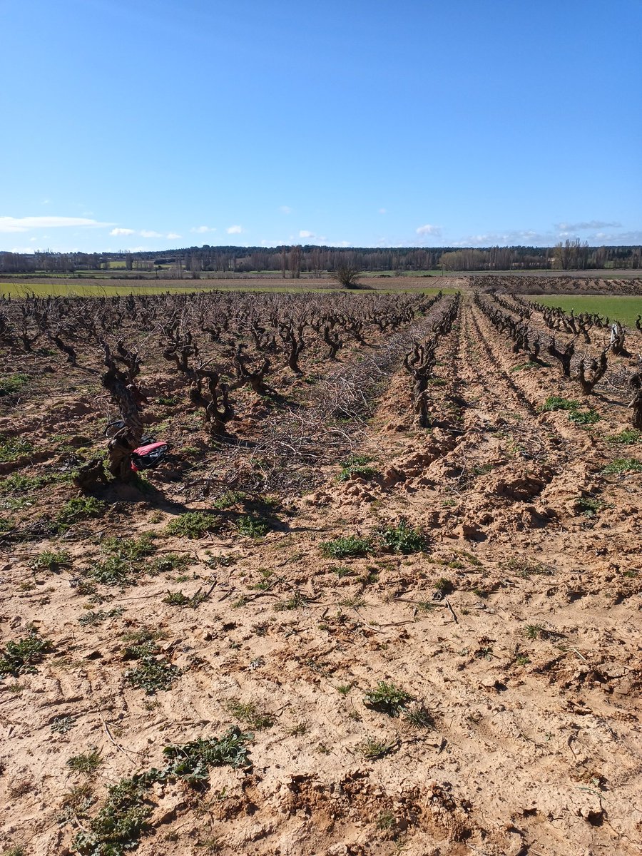 #AgropopularVino
Vamos rematando los trabajos de poda en seco de este año.
A pocos kilómetros de San Esteban de Gormaz, localidad donde se hundió el puente.
#vidaviñera