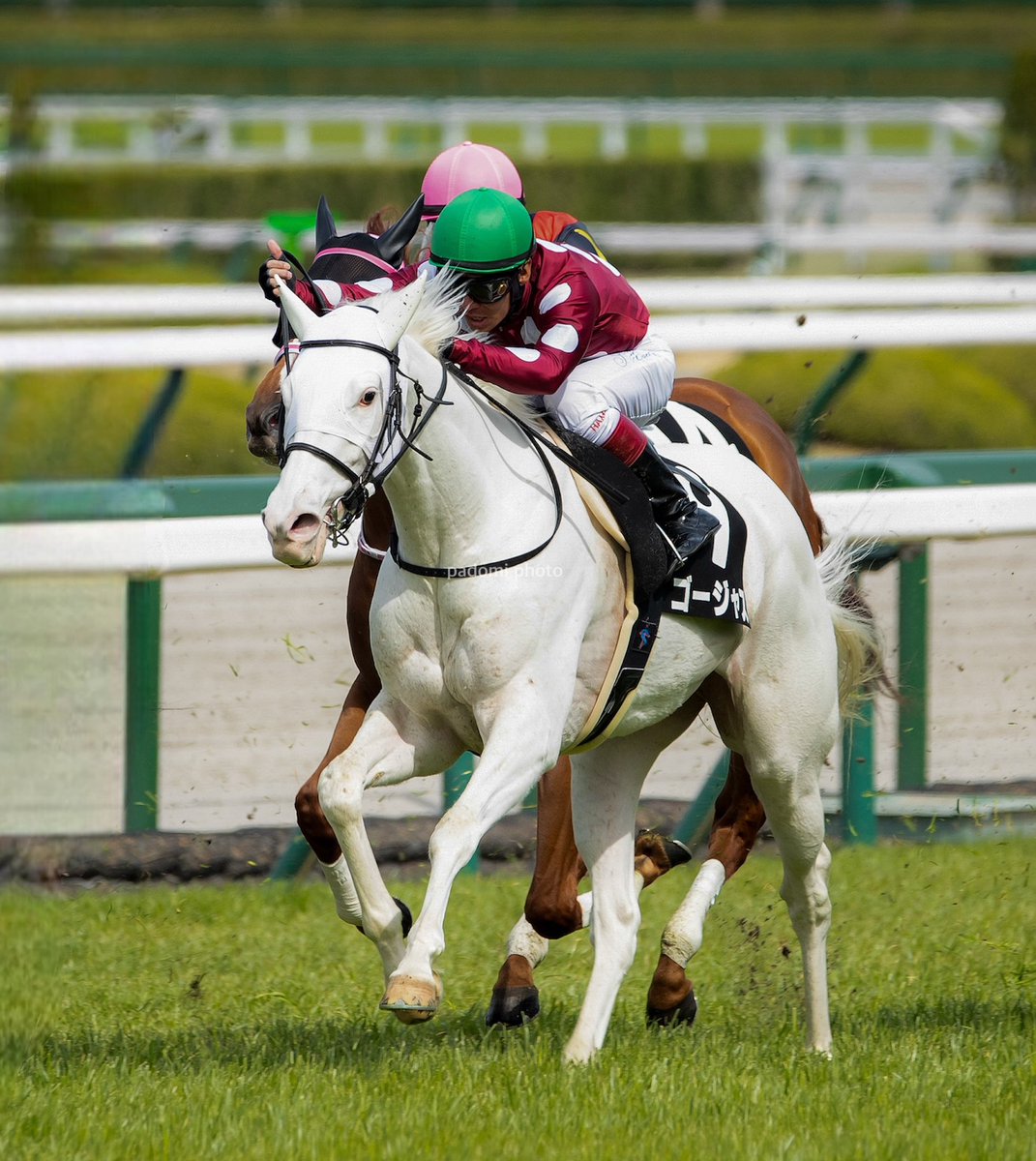 今日のゴージャスさん

#ゴージャス