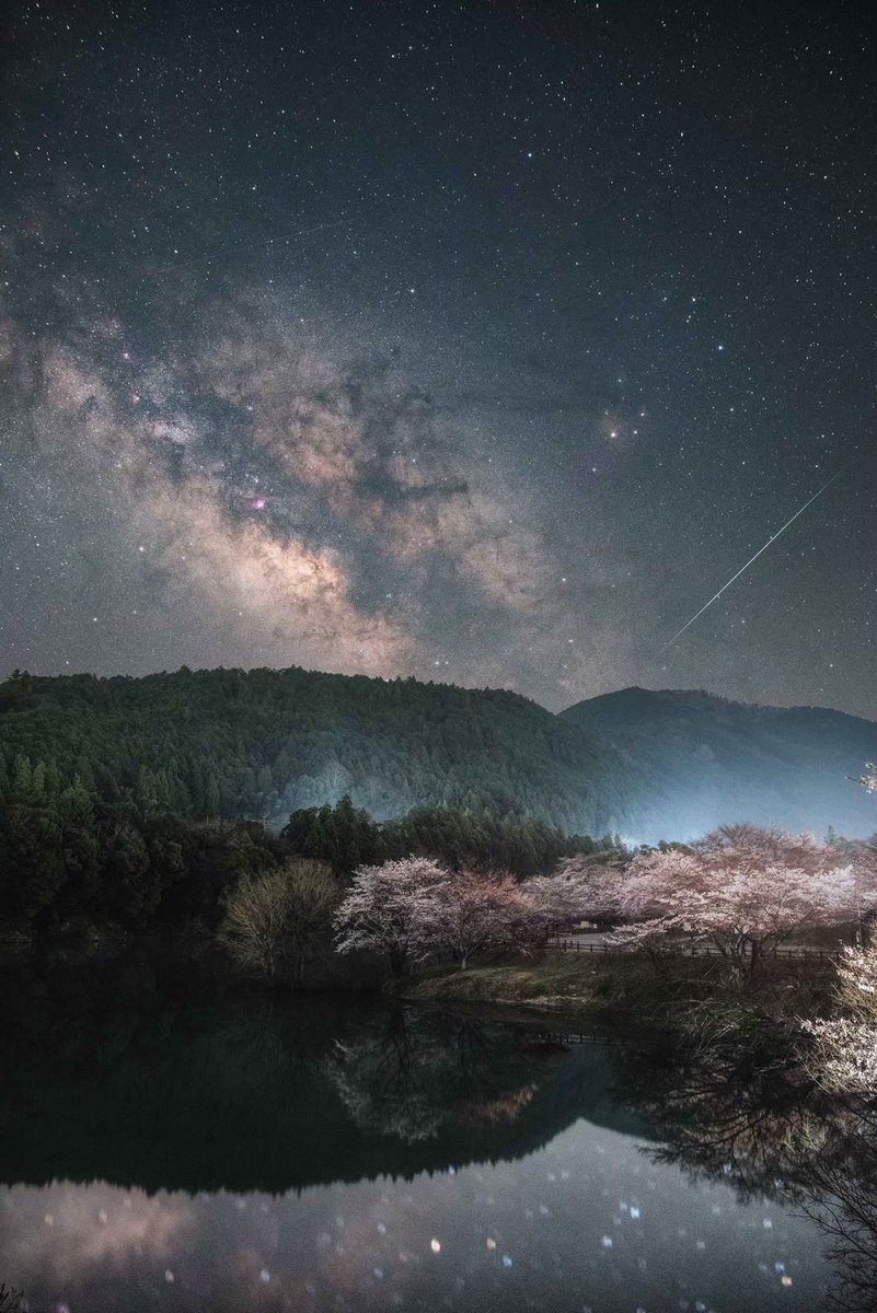 桜が降る夜は。