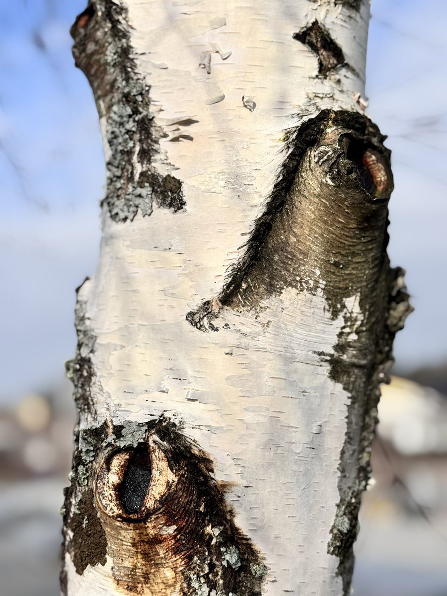 jprasada's tweet photo. Scandinavian flora fauna so similar to our Himalayan terrain. The Nordics are indeed the Himalayas of the region. #Bhojpatra (birch)  #oak #apple  #ClimateAction #Act4Himalayas #bringbackgandhi #samband https://t.co/EkFOFJSVk9