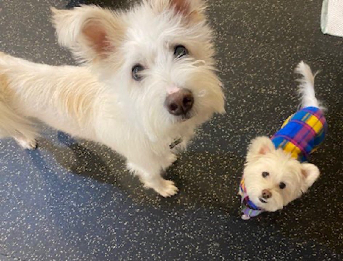 똥안부 tweet media