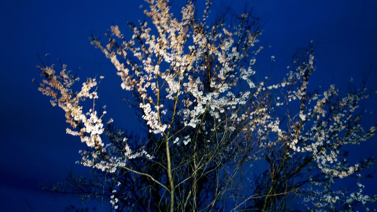 Kazu Camp⛺ tweet media