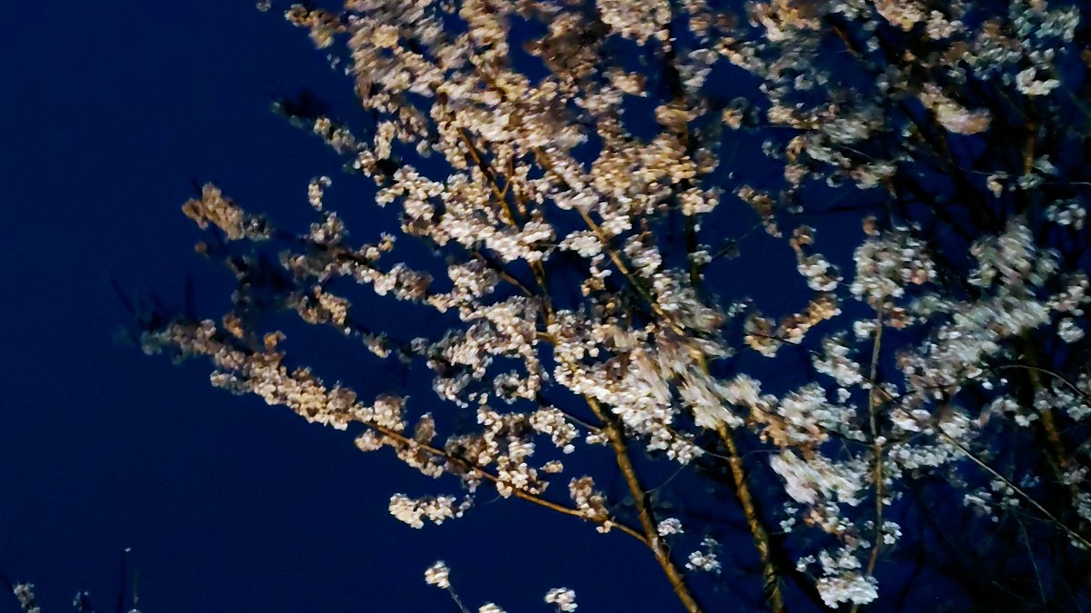 Kazu Camp⛺ tweet media