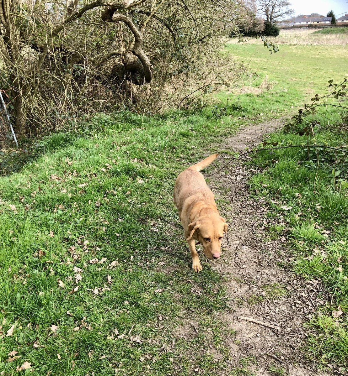 Nice slow wander to check peemail in the #FieldOfManySniffs