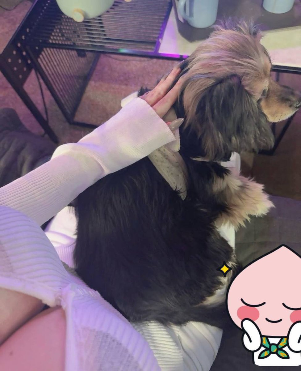 #보령 #대천동 따뜻한 초코과 멍뭉이랑 함께있는시간 오늘은 무인텔에 멍뭉이랑 ㅋㅋ