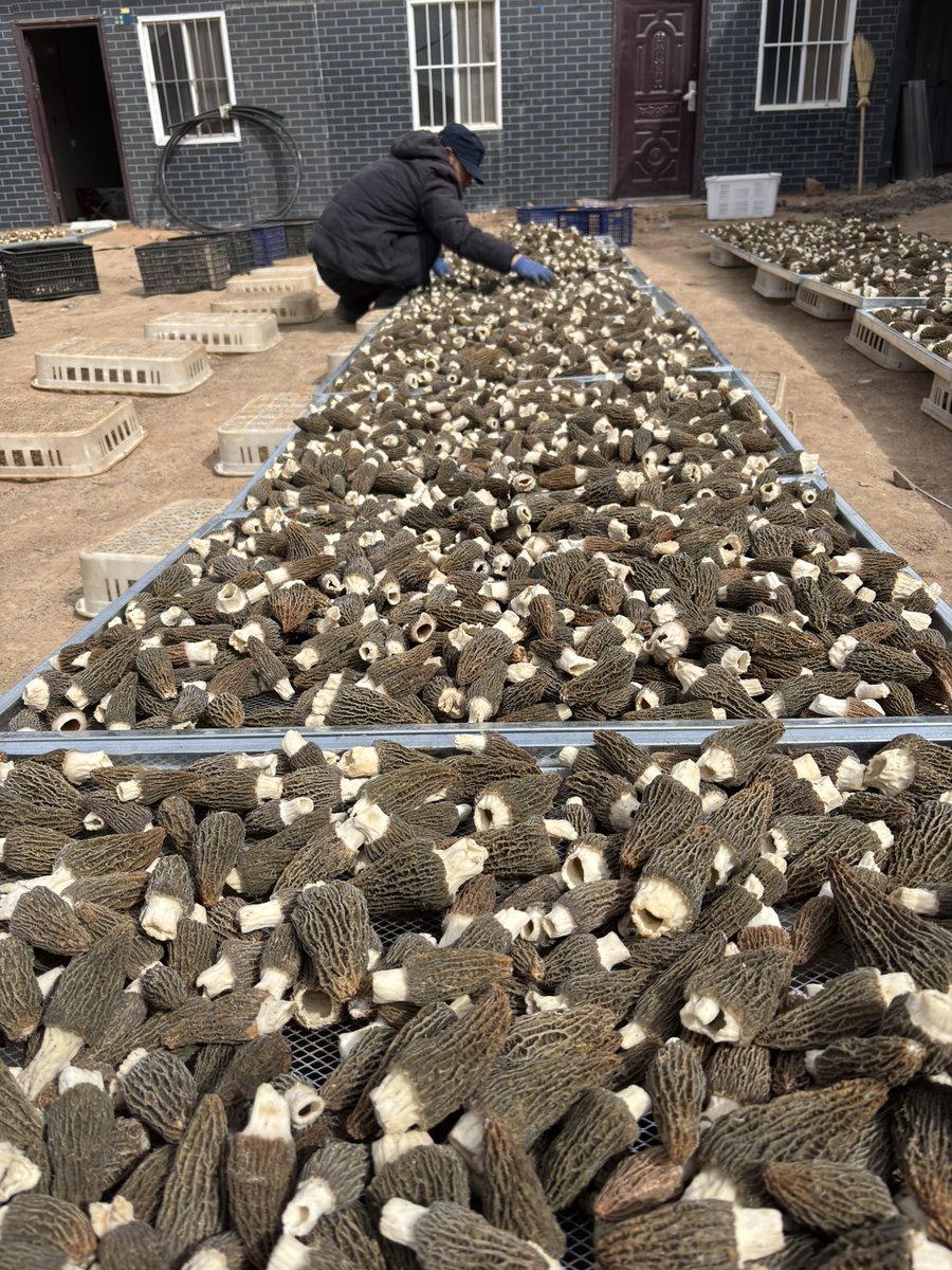 Gansu farmers are just amazing… producing hundreds of tons of morels at the gate of the Tengger desert 👍