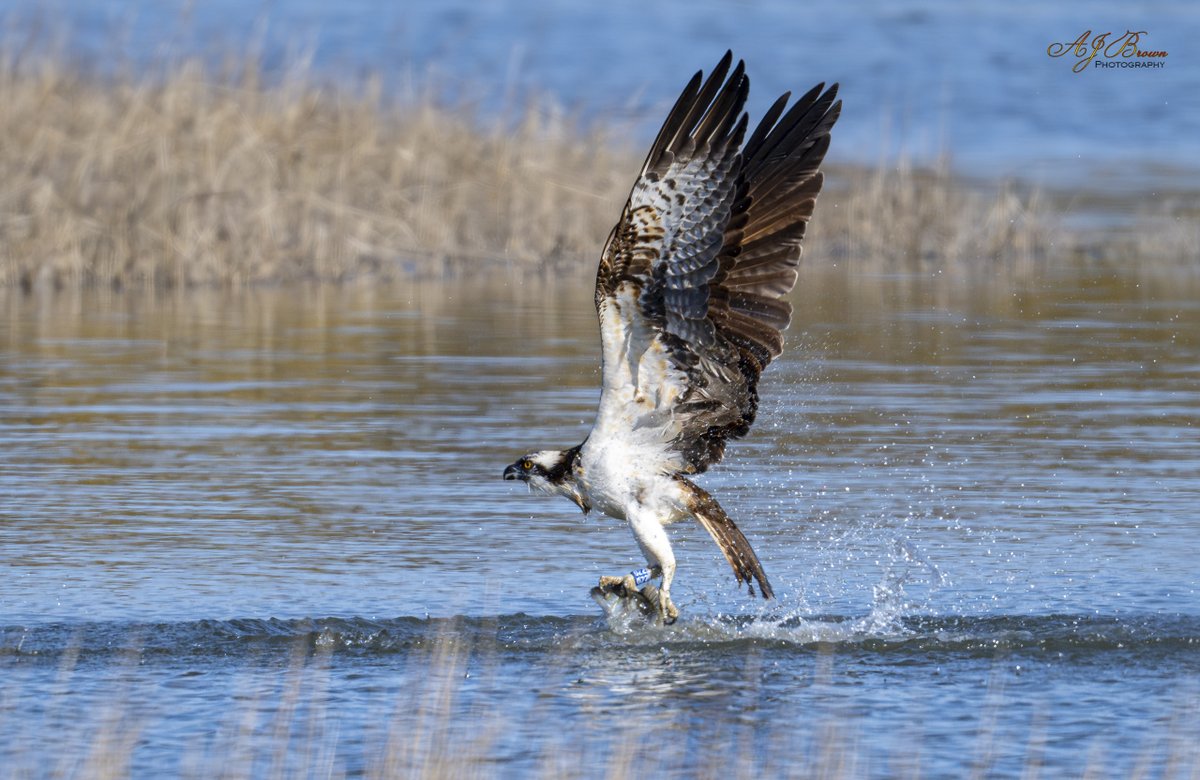 Aidan Brown (@aidanjb118) on Twitter photo Another one of 022, he doesn't hang about. Over, in and out with a fish in under five minutes. <a href="/DorsetBirdClub/">Dorset Bird Club</a> <a href="/DorsetWildlife/">Dorset Wildlife Trust</a> Another one of 022, he doesn't hang about. Over, in and out with a fish in under five minutes. <a href="/DorsetBirdClub/">Dorset Bird Club</a> <a href="/DorsetWildlife/">Dorset Wildlife Trust</a>