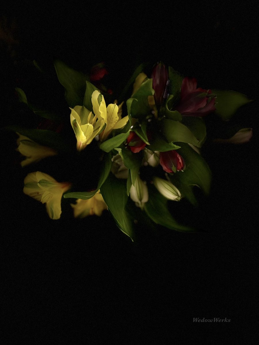Peruvian Lily

#Alstroemeria #PeruvianLilly #Symbolises #Friendship #Devotion #Grace #Honour #Joy #PhotographersOfX #WedowWerksPhotography