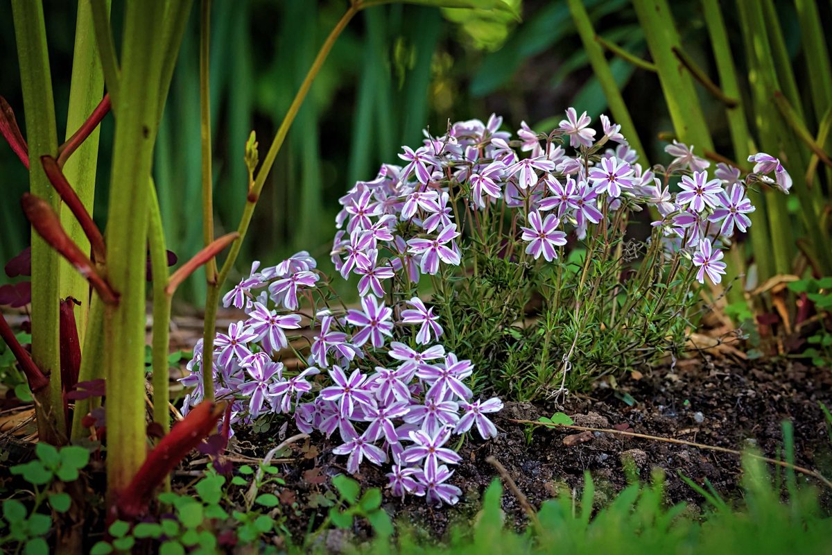 PEKHTography's tweet image. Phlox: evidence that tiny blooms can leave a lasting impression
#Phlox #Flowers #Garden #Blooms #Nature #Spring #Purple #Beauty #Petals #Grow #Blossom #Vibrant