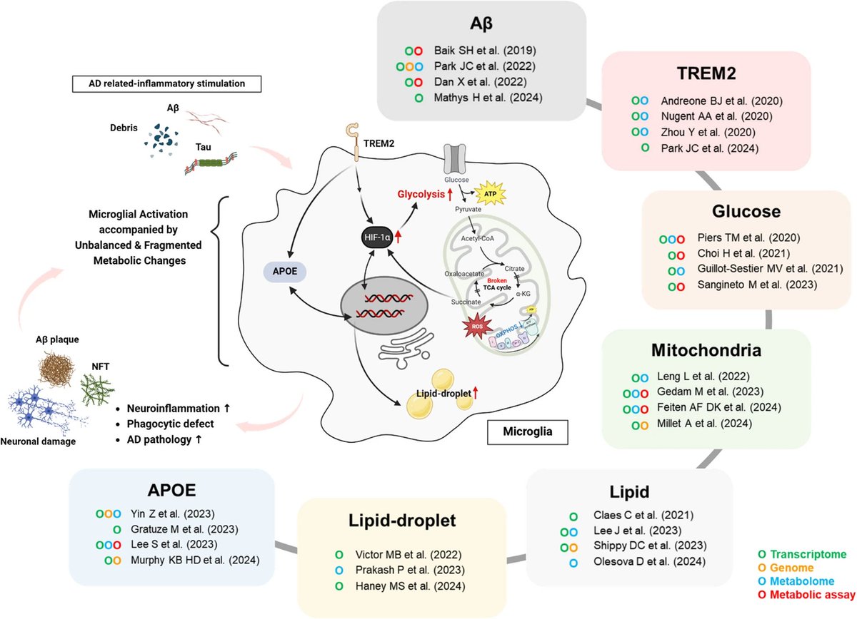 Decoding microglial immunometabolism: a new frontier in Alzheimer's disease research
…arneurodegeneration.biomedcentral.com/articles/10.11…