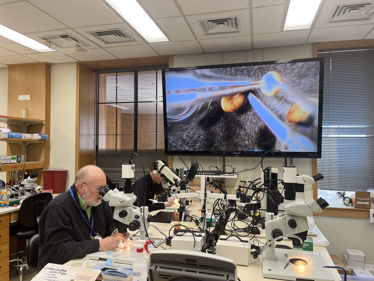 Lance Davidson <a href="/mechmorpho/">Lance Davidson</a> sharing his embryo explant wizardry at the <a href="/cshlxeno/">cshlxeno</a> course. <a href="/WalentekLab/">Peter Walentek</a> <a href="/CSHL/">Cold Spring Harbor Laboratory</a>