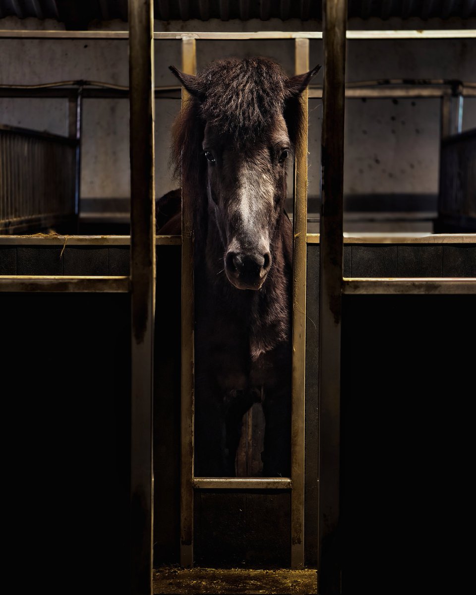 Some beautiful faces from Iceland :)