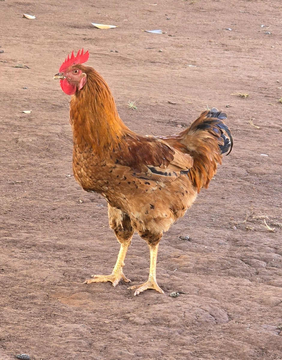 Fresh Chickens for Sale!

Farm gate prices: UGX 40,000, 35,000, 30,000, 25,000. 500 chickens available—perfect for hotels, restaurants, and individuals! Call 0782378192 now to order. Act fast while supplies last!