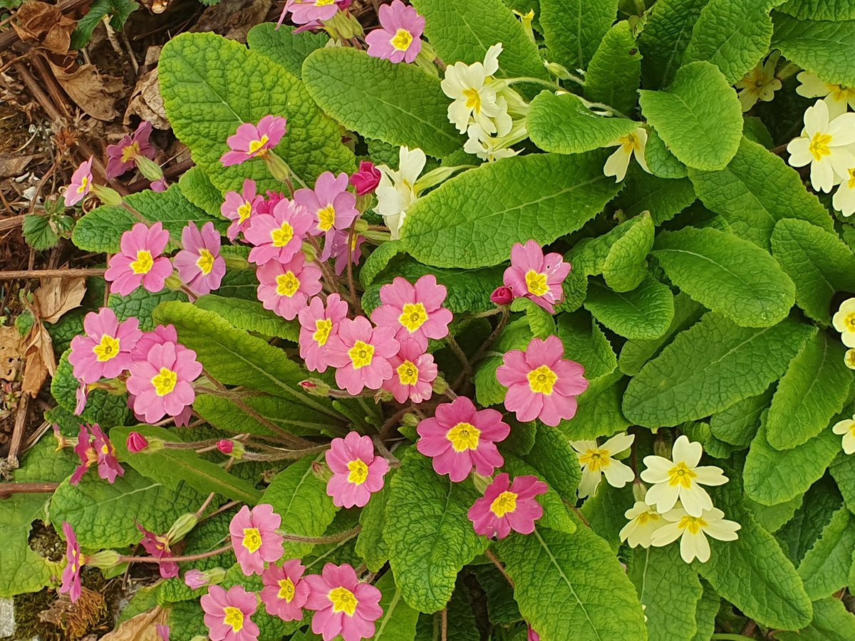 AHaglington's tweet image. #UK 🇬🇧 #Clocks
#SpringForward
+1 hour tonight