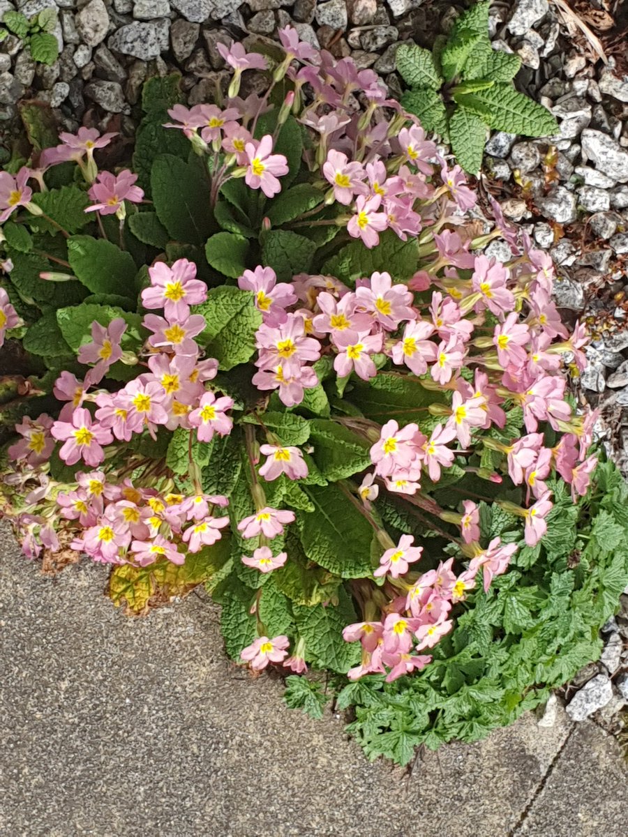 AHaglington's tweet image. #UK 🇬🇧 #Clocks
#SpringForward
+1 hour tonight