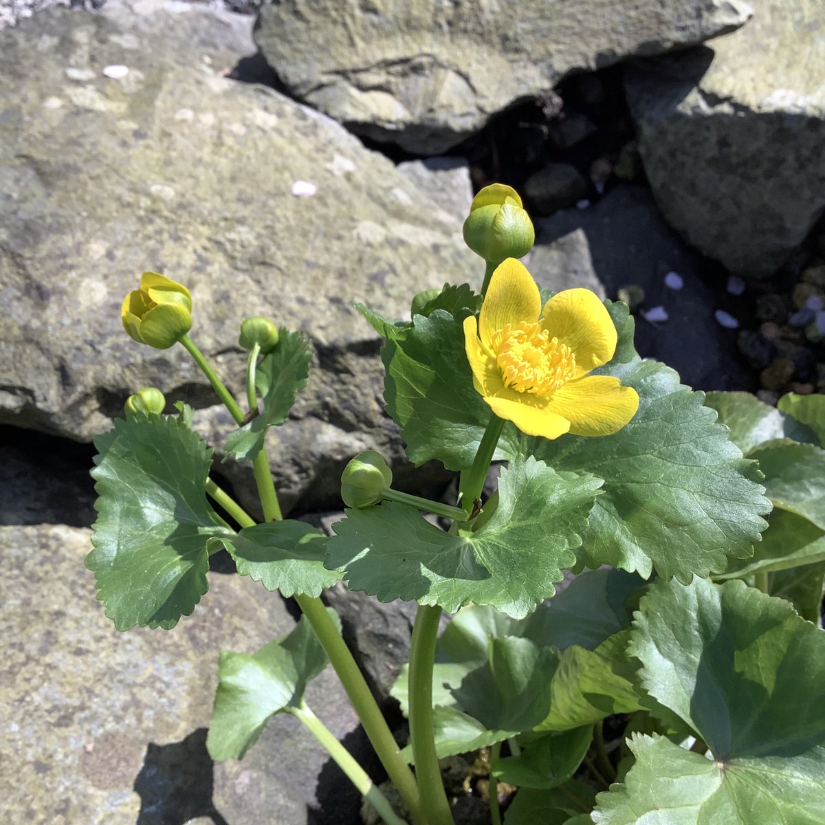 Eine Sumpfdotterblume an unserem Gartenteich.

Foto: Martin G. Wienert (März 2025)