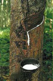 WENDY200111's tweet image. Sustainable” #palmoil and rubber co. and #RSPO member SOCFIN is on a decades long rampage of violent #landgrabbing and #ecocide in #Ghana and Nigeria. Help local communities to fight back against #humanrights abuses when you #Boycottpalmoil @palmoildetect wp.me/pcFhgU-8H0