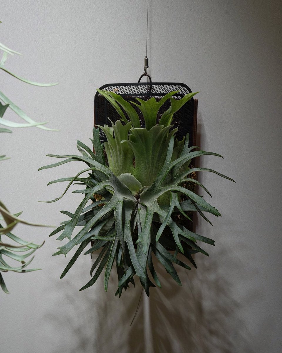 ビカクシダはいいぞ