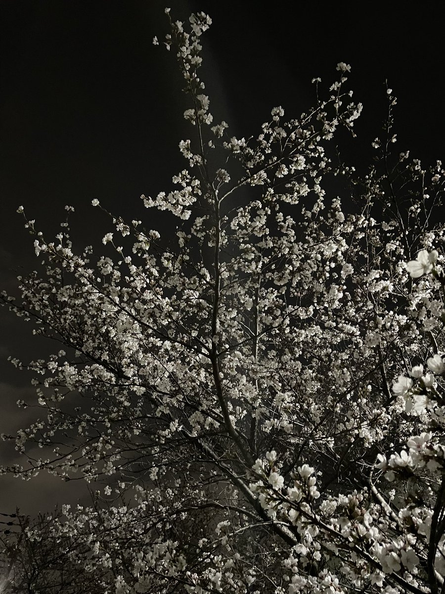 angel____95's tweet photo. 思ったより早く帰れた🙌🏻💕

公園の夜桜キレイだったぁ🌸 https://t.co/MO6O0kiA5u