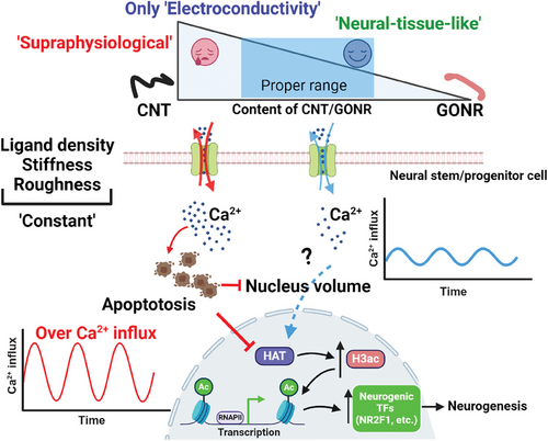 harati_javad's tweet image. Neural Tissue‐Like, not Supraphysiological, Electrical Conductivity Stimulates Neuronal Lineage Specification through Calcium Signaling and Epigenetic Modification - Li - 2024 - Advanced Science - Wiley Online Library advanced.onlinelibrary.wiley.com/doi/full/10.10…