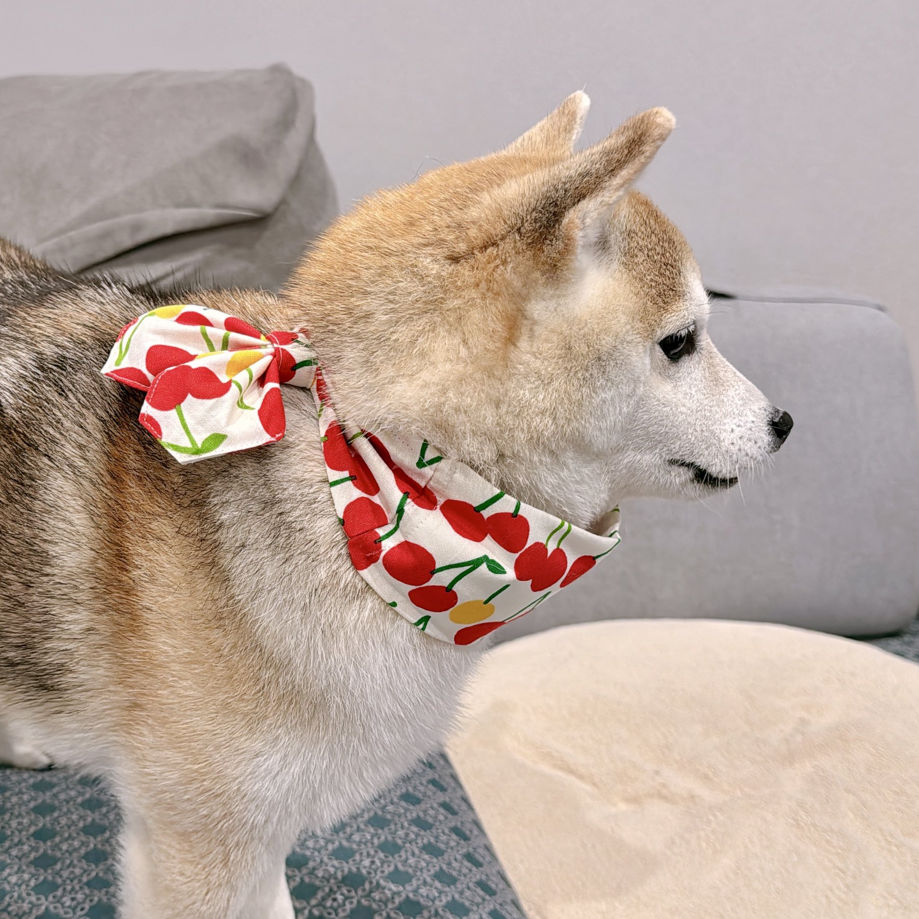 たかこ様☆犬服☆ハンドメイドオーダー☆4着✩.*˚ たかこ様☆犬服☆ハンドメイド☆4着✩.*˚