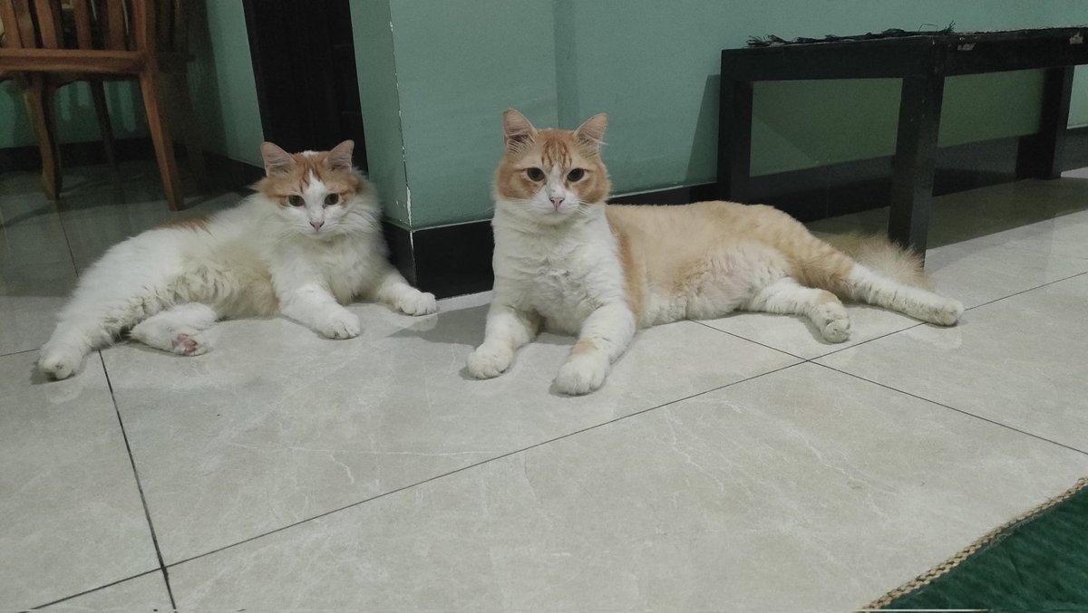 cisithecat's tweet image. si kembar menunggu hilal