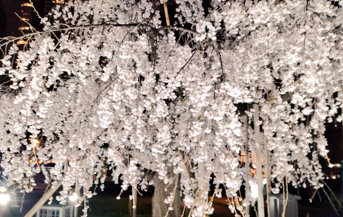 初期衣装ふわっちもお花見デビュー #にじぱぺっとが見られるタグ