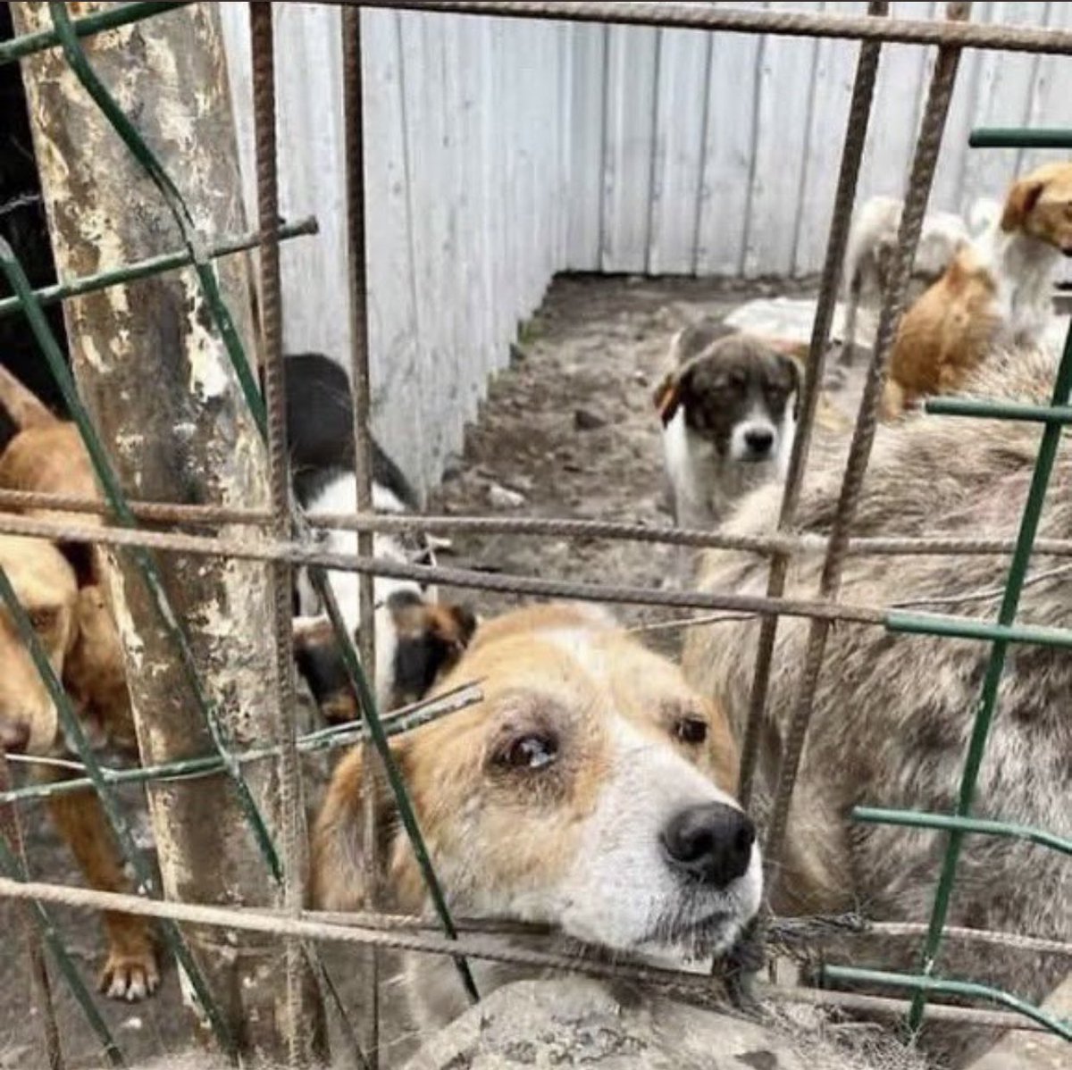 Mansur yavaşı dinledim Silivri kapatılsın diyor peki siz masum hayvanların özgürlüğünü elinden alıp niye barınaklara istifliyorsunuz ? Şu hayvanların ahını alan kimsenin hikayesi mutlu sonla bitmedi . 

 #maltepemitingi