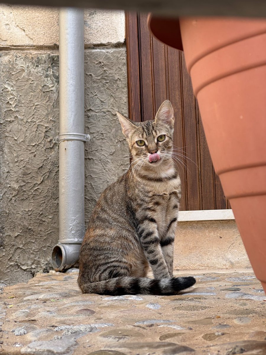 biligen's tweet image. Cute kitten🤗