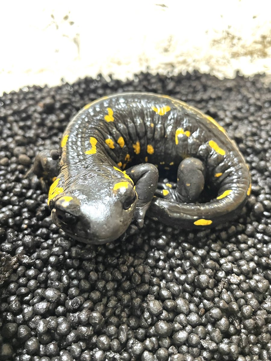 ストラウヒツエイモリ ストラウヒツエイモリ 2020CB