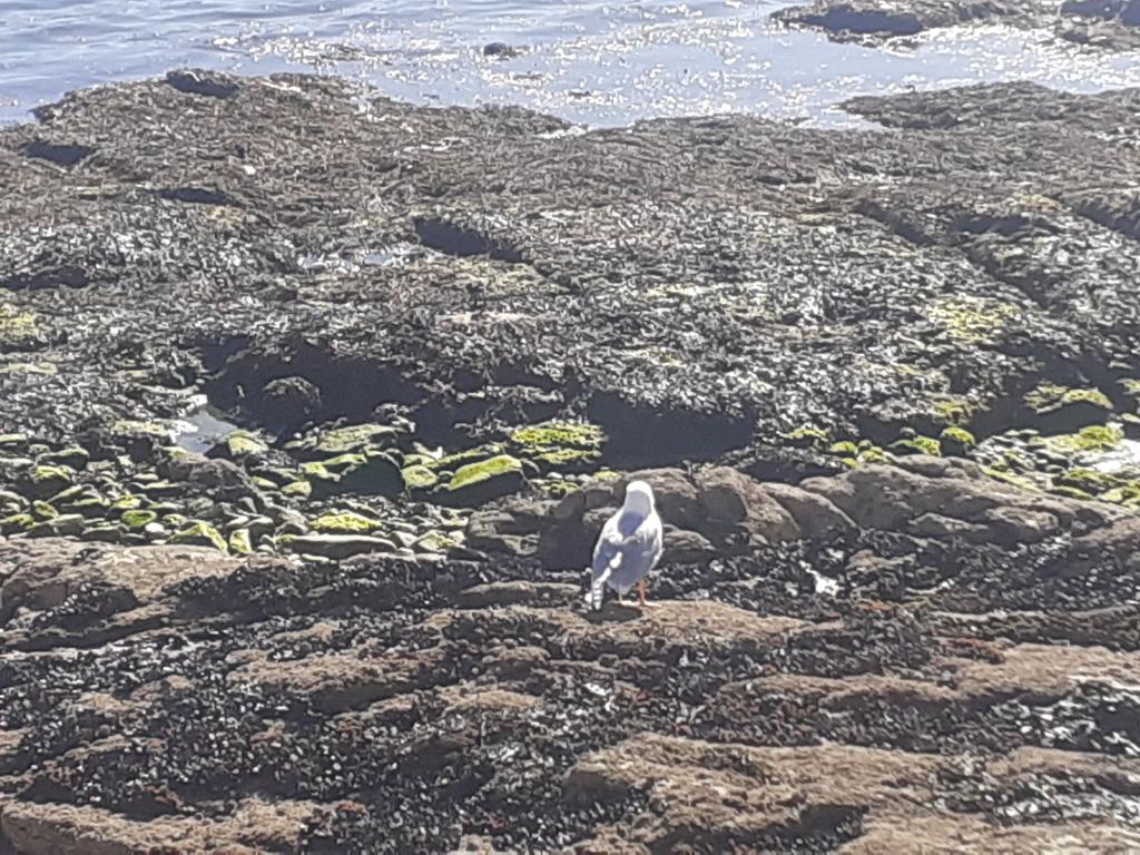 A gaivota agarda paciente a chegada do eclipse.