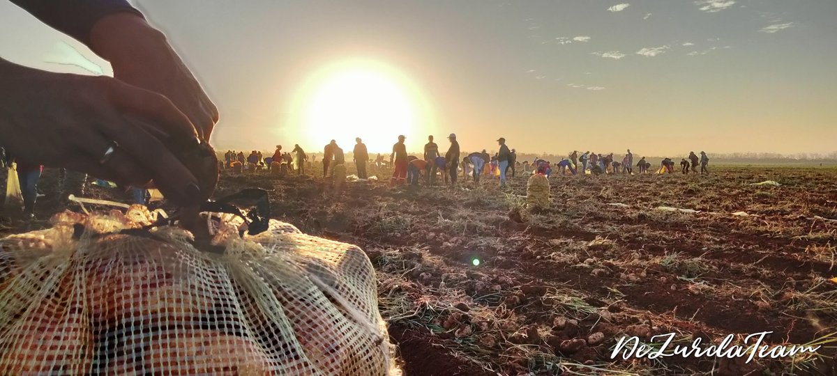 Al salir el Sol, ya hace rato que estamos en el surco 🤷