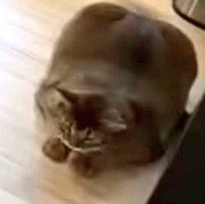 ให้นี่พุดไรเปล่า