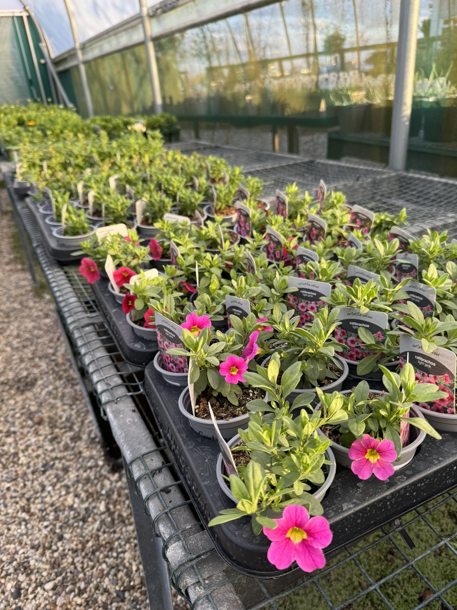 edlangthorns's tweet photo. Exciting news, we’ve had our first big delivery of summer bedding ready for mother day weekend🌸
We also have tomatoes and chilli’s.
#summerbedding #geraniums #osteospermum #tomatoes #chilli #vegtables #mothersday #sunshine☀️ #familydaysout #love #ideas #supportlocal #langthorns https://t.co/q6QV18LZLZ