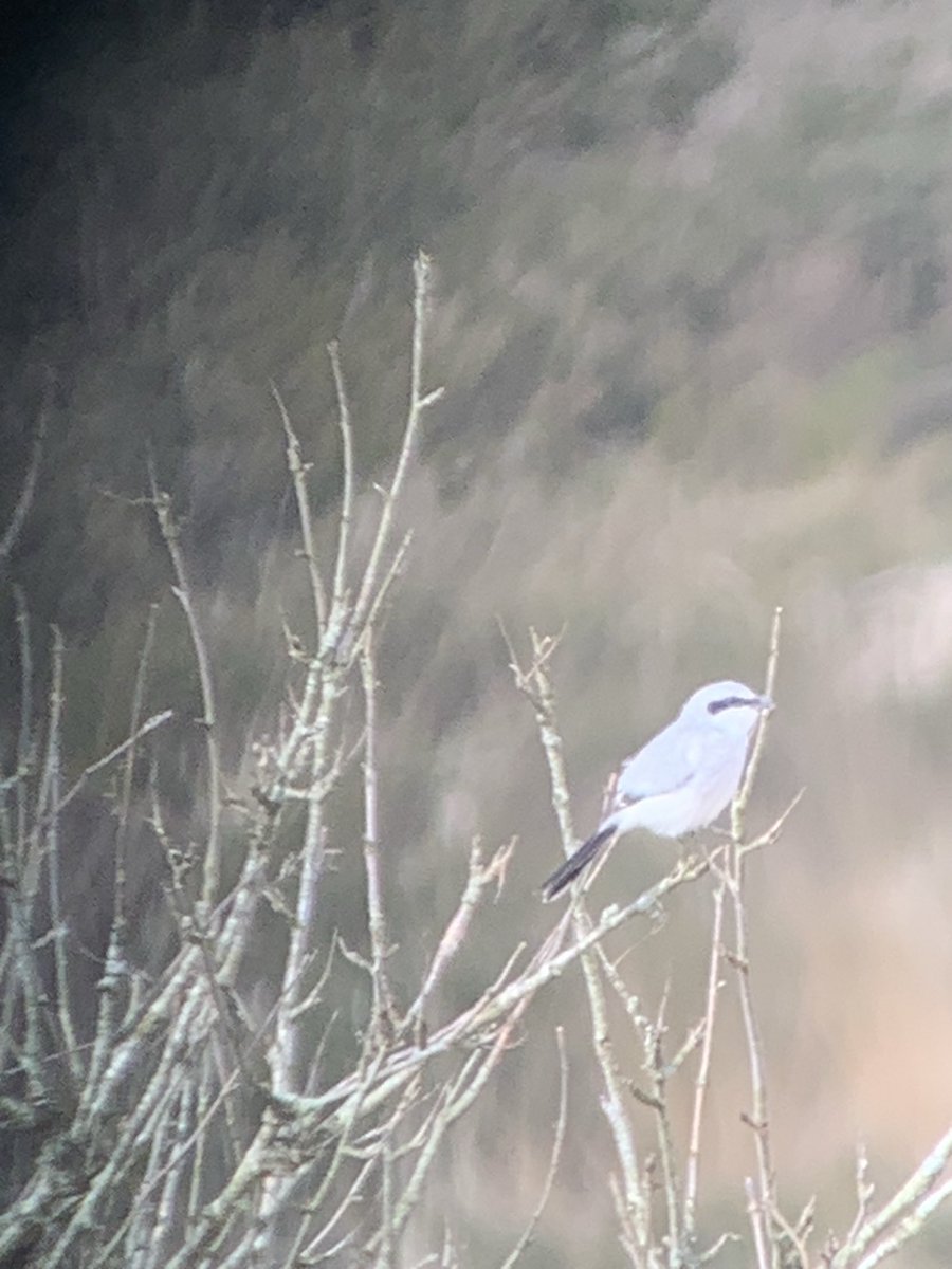 Finally caught up with the Great Grey Shrike at Bellever this morning. ⁦<a href="/DevonBirds/">Devon Birds</a>⁩ .