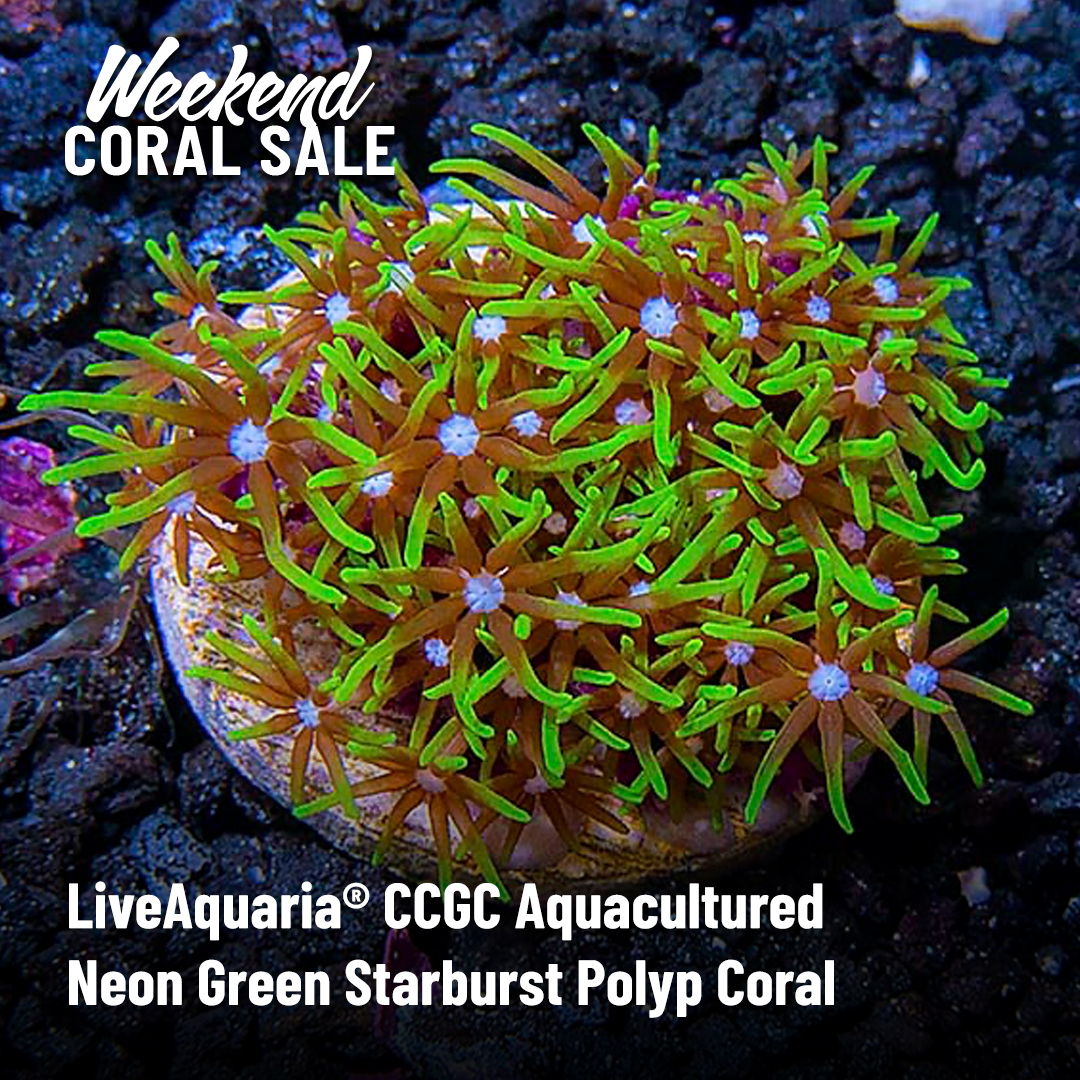 LiveAquaria's tweet photo. Get your coral garden started! For two days only, save up to 25% on select frags that will help you realize your dream. Don’t wait, check out soon for best selection https://t.co/QYJ6MPIJNk
#saltwater #marine #reef #coral #coralfrag #coralsale #starburstpolyp #aussielord https://t.co/MDutbD7bxJ