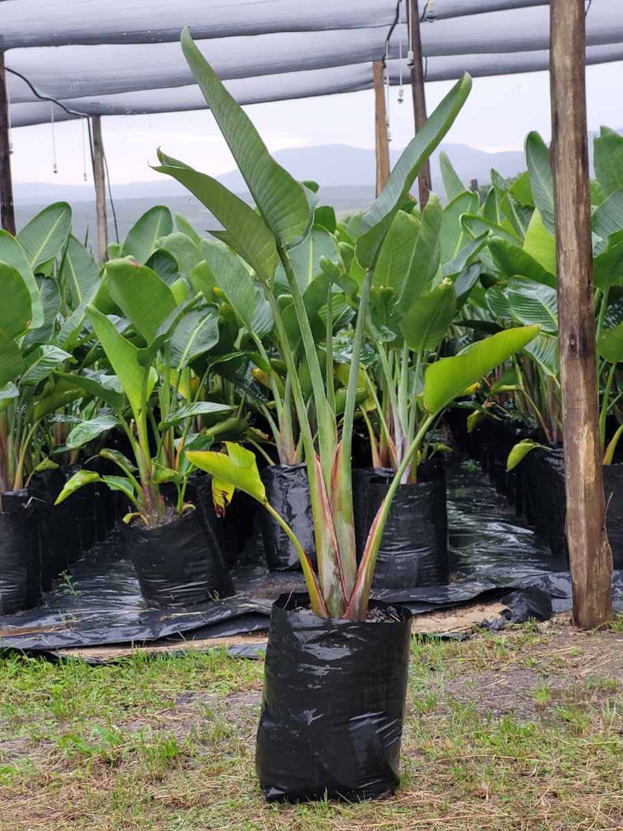 20L Strelitzia nicolai. A favourite for adding instant structure to any space. These will be featured in our April availability list great for greening  projects #GrownInMakhanda

#StrelitziaNicolai #IndigenousPlants #LandscapingSouthAfrica #EasternCapeGrown