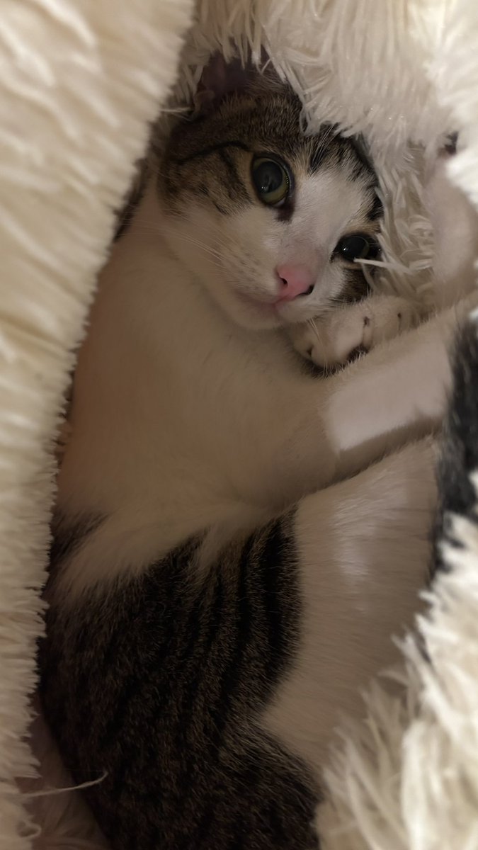 T-4 weeks to London. 
Another 20 miles banked in the legs.
The sun-3 dream may only remain a dream. But it’s worth the shot. 
Please consider sponsoring if you feel you can. 
#londonmarathon #running #cat
2025tcslondonmarathon.enthuse.com/pf/michael-bra…