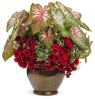 Celebrate Canada! This spring, let striking red and white annuals ignite your spirit and showcase your Canadian pride. These stunning planters, adorned with the iconic colours of our flag, are set to be a major trend this season. Show us how you express your Canadian pride!