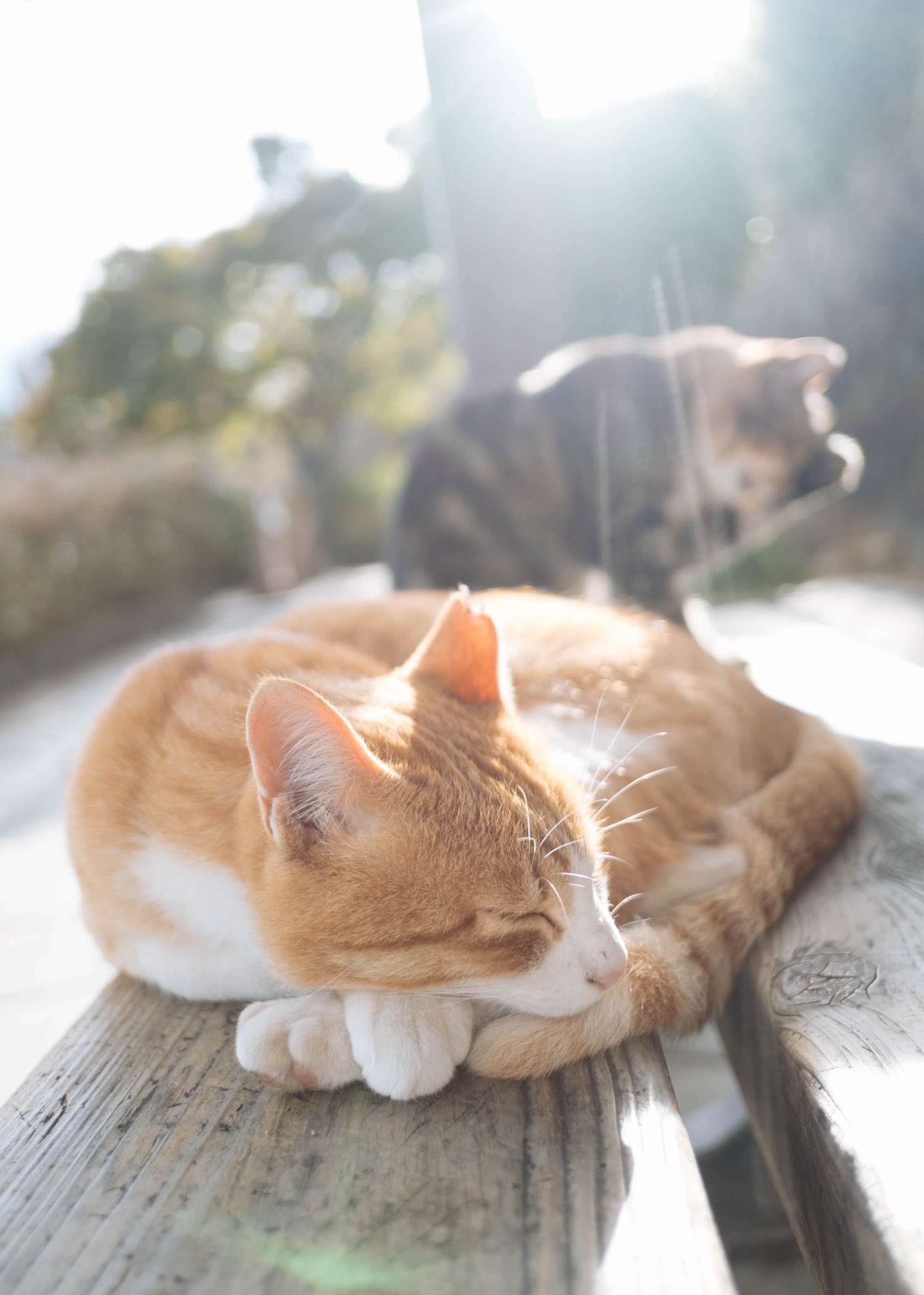 あおいとり🐱写真集「ずっと気まま猫」発売中 (@bluebirdjourney