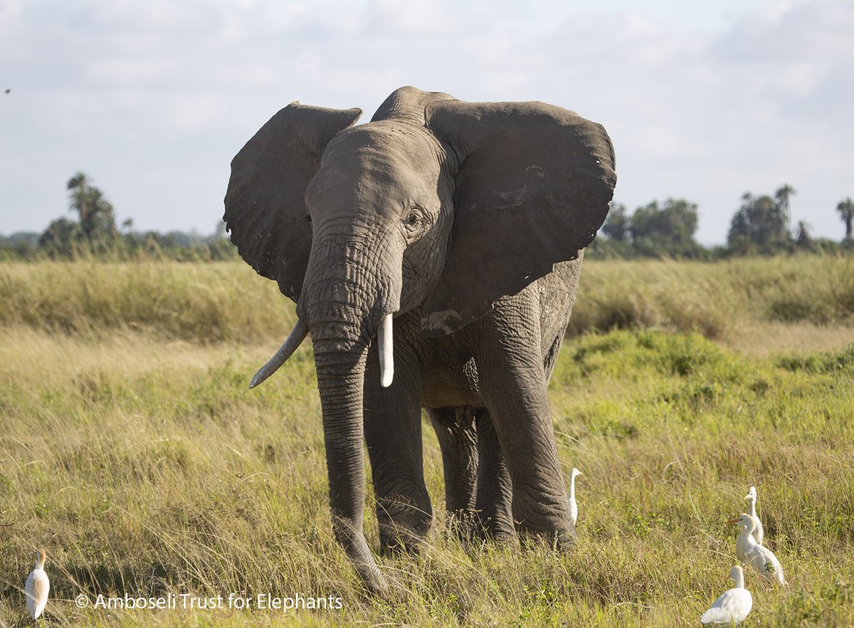Oleg, born in 2011 to Orna from the OB family. He has two siblings - Oswine (2015) and Oltepesi (2021). Our team tracks elephant families updating IDs, and maintaining a vital database. This research is key to protecting Amboseli’s elephants for generations to come.