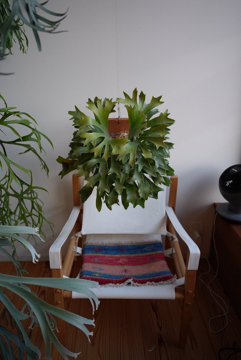 ビカクシダはいいぞ