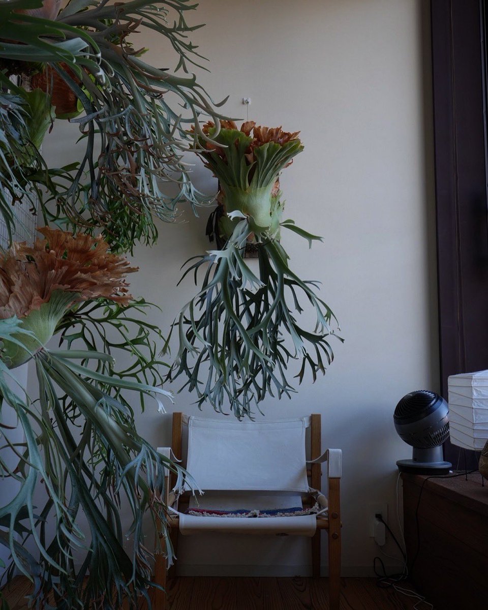 ビカクシダはいいぞ