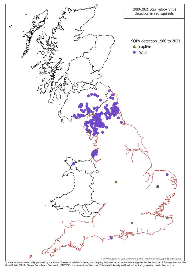 Pox outbreaks in native red squirrel populations. Endless. Repeated. Widespread. We need a pox vaccine.