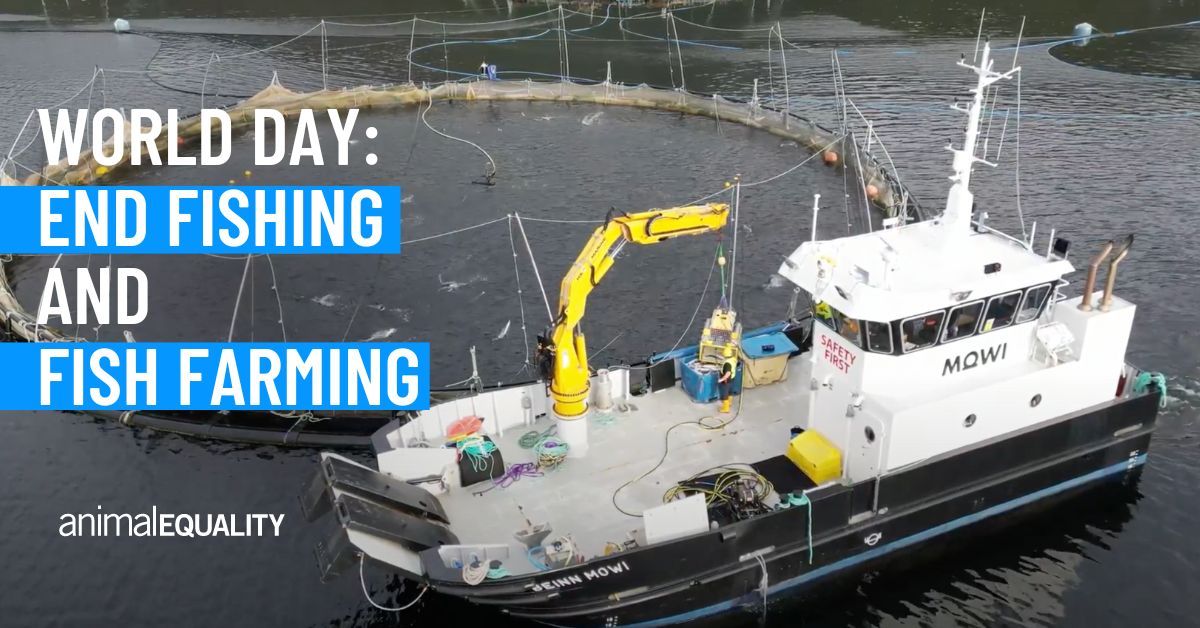 Have you heard?! 👀 It's World Day for the End of Fishing and Fish Farming!

Aquaculture farms are responsible for the slaughter of up to 1,867 billion aquatic animals each year. And millions more die on farms every year due to the crowded and unnatural conditions.

Fish deserve