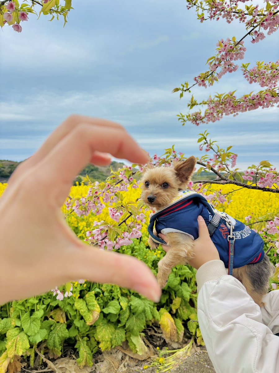 春ですね〜🌸