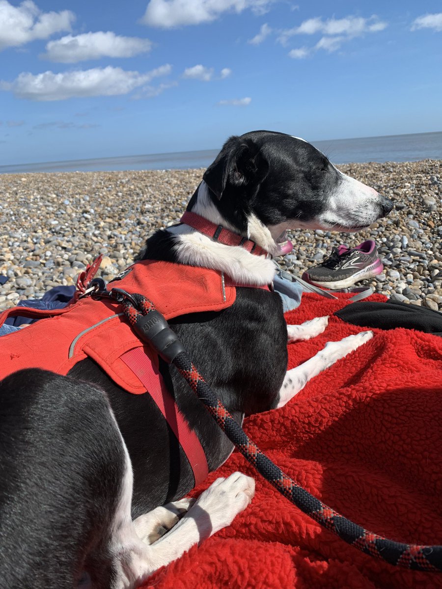 Nellie and Frankie tweet media