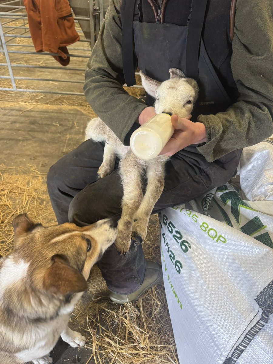 In the thick of lambing season  in Carlingford, County Louth