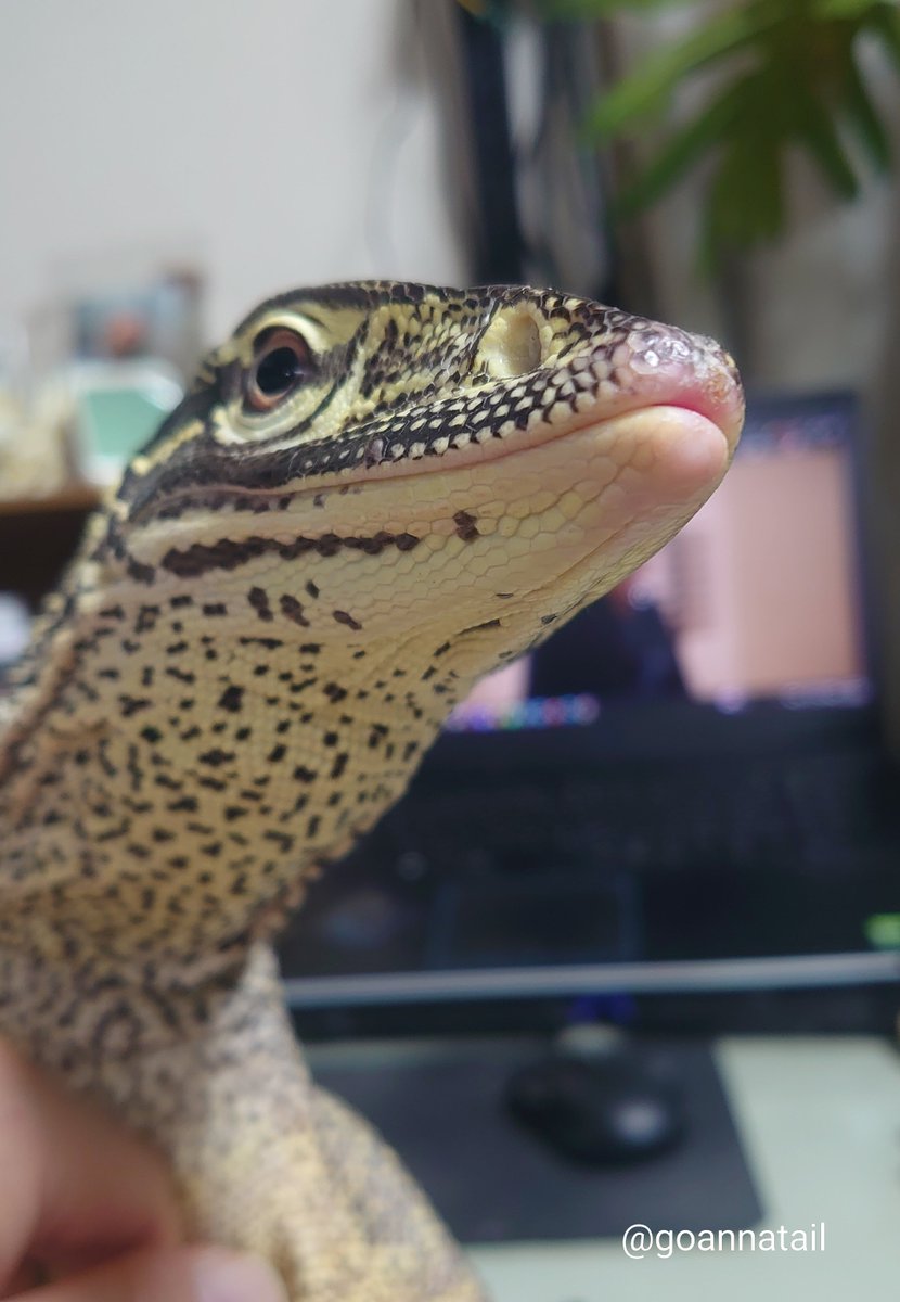 本家構っておじさんの榊も相変わらず。映画を見ている飼い主に登ってきて散々キスしたあと顔にゲップしていきました……生臭い……
#グールドモニター