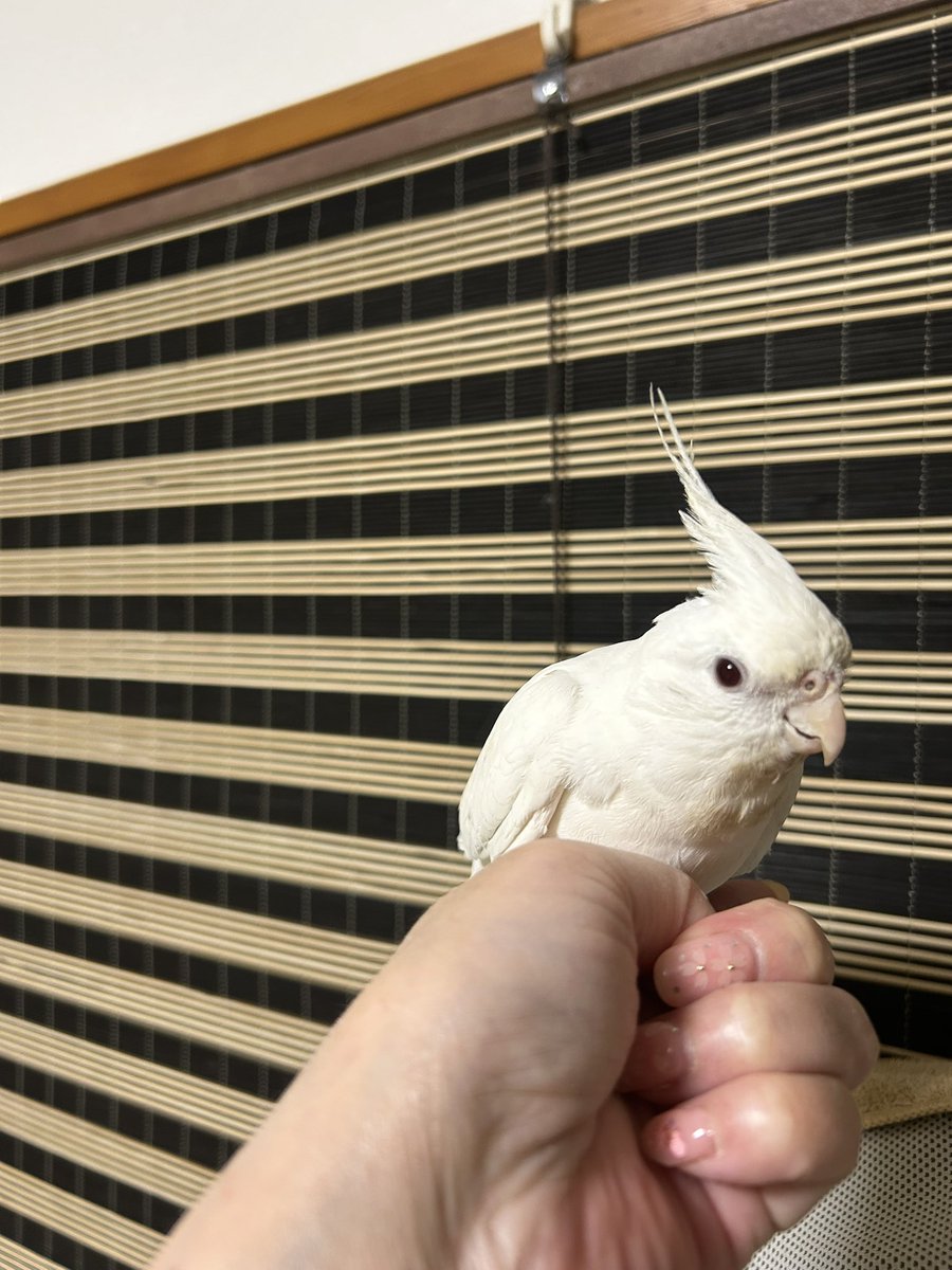 新しい家族をそっとご紹介……
オカメインコのアルビノカラー🕊️
名前はあっちゃん♀️←もこたん命名✨️
2ヶ月経って、やっと手乗りになりました😊
かわいくて仕方ない💓